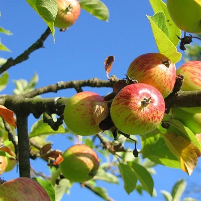 Master Pruner Series: Fruit Tree Pruning (online)