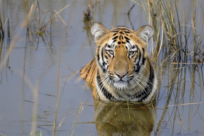 Talk: Conserving India’s Bengal Tigers