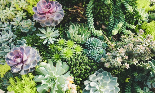 Nature Rx: Mini Succulent Gardens