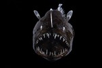 Sea Monsters: Wonders of Nature and Imagination Sea Monsters: Wonders of Nature and Imagination