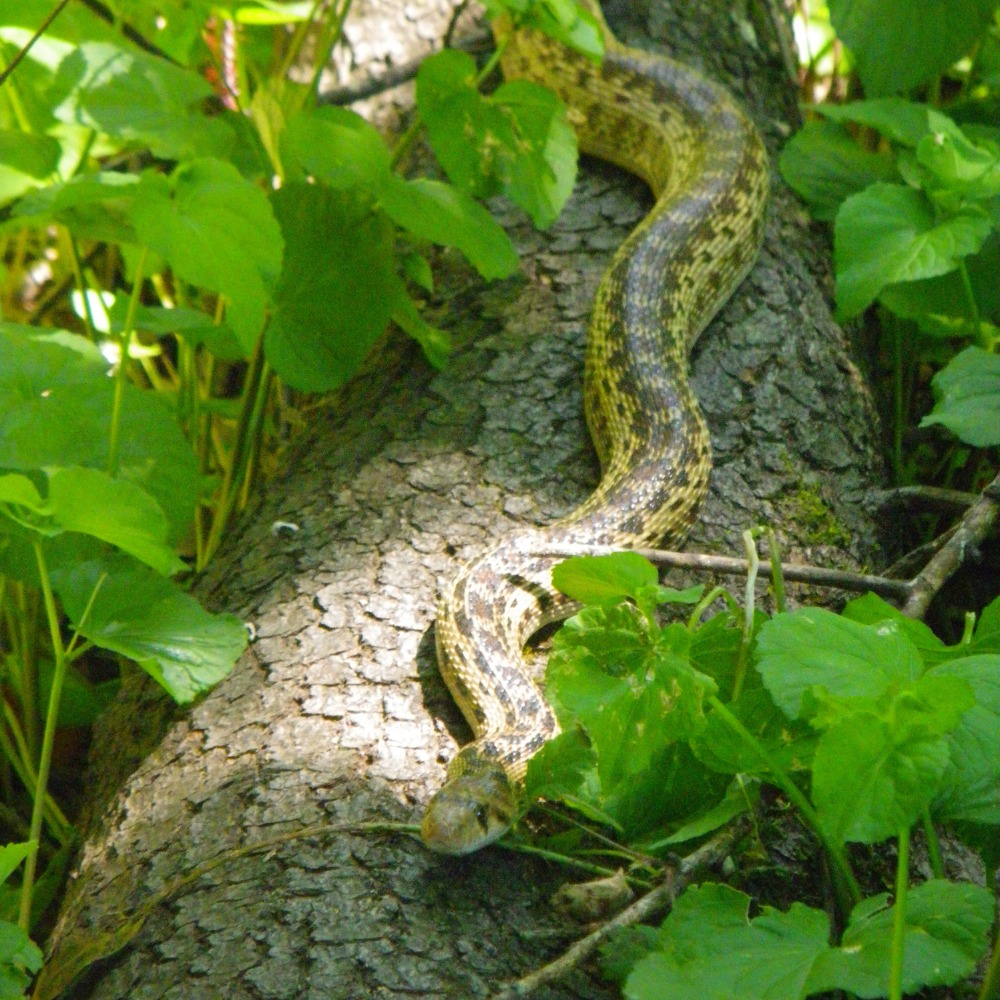 Lecture: Reptiles of Marin Lecture: Reptiles of Marin