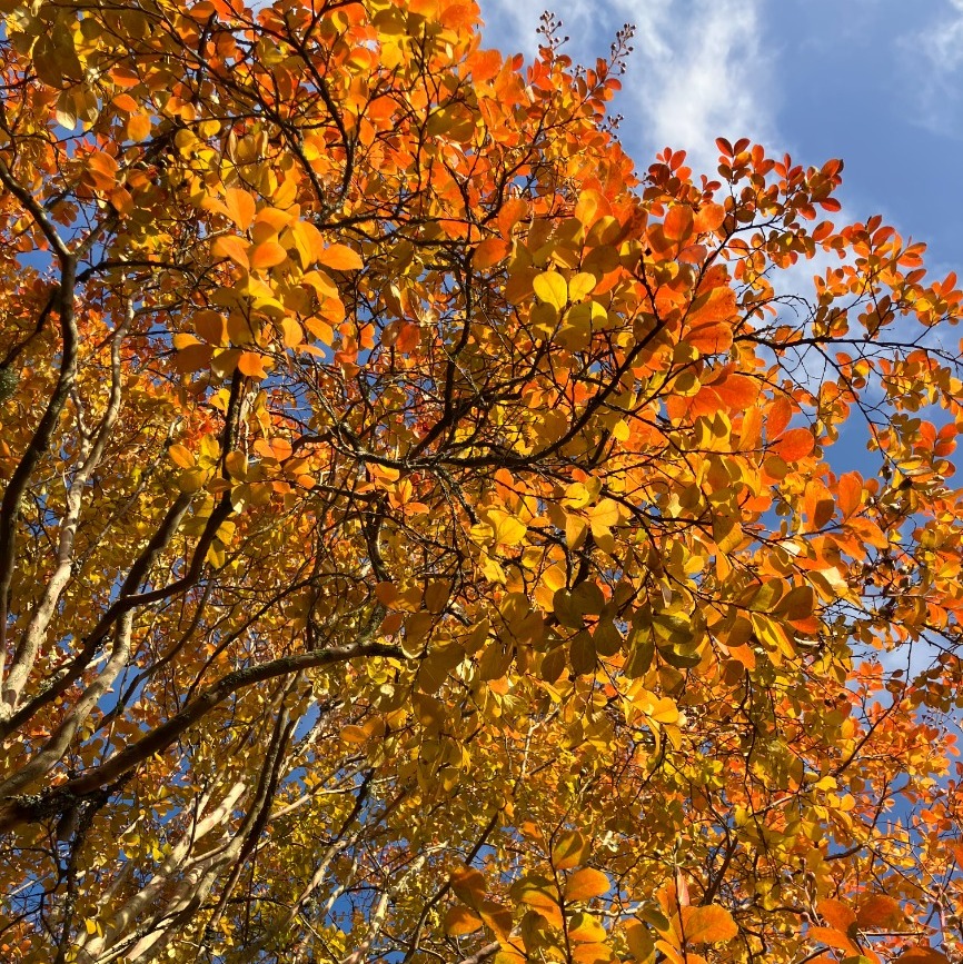 Gardening with the Seasons: Fall