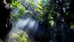 Public Research Talk: Emancipating Ecology: The Emerson-Thoreau Fault Line and Why It Matters for the Climate Crisis — Russell C. Powell