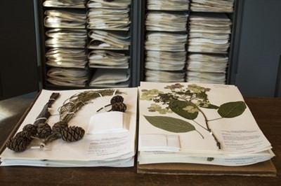 Lecture: Herbarium Specimens Reveal Powerful and Sometimes Disturbing History presented by Eve Rickenbaker