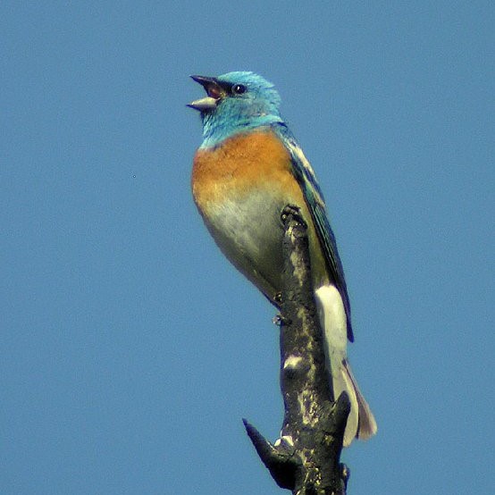 50th Anniversary: Birds at Mount Burdell