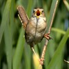 Las Gallinas Birds Las Gallinas Birds