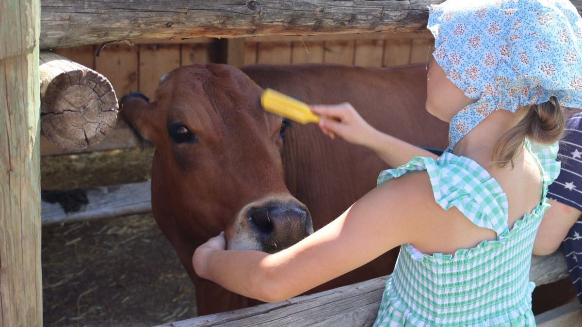 Little girl using a brush on the face of a cow