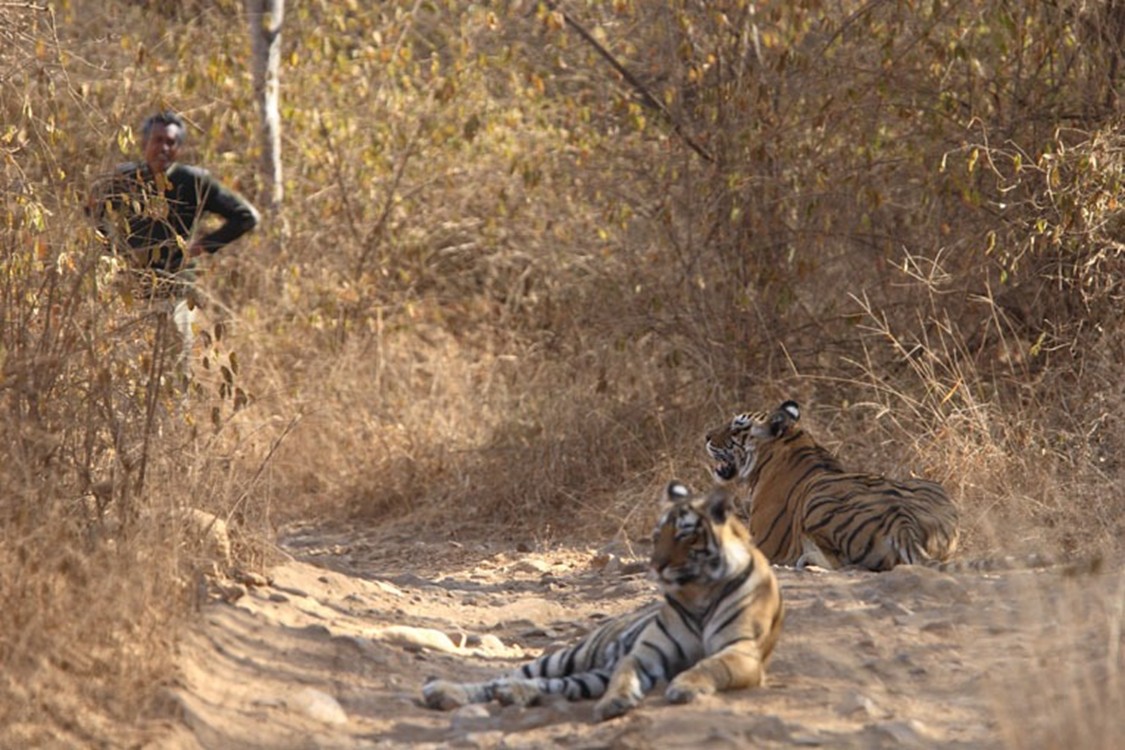Wildlife Conservation in India: 50 Years of Policy Evolution