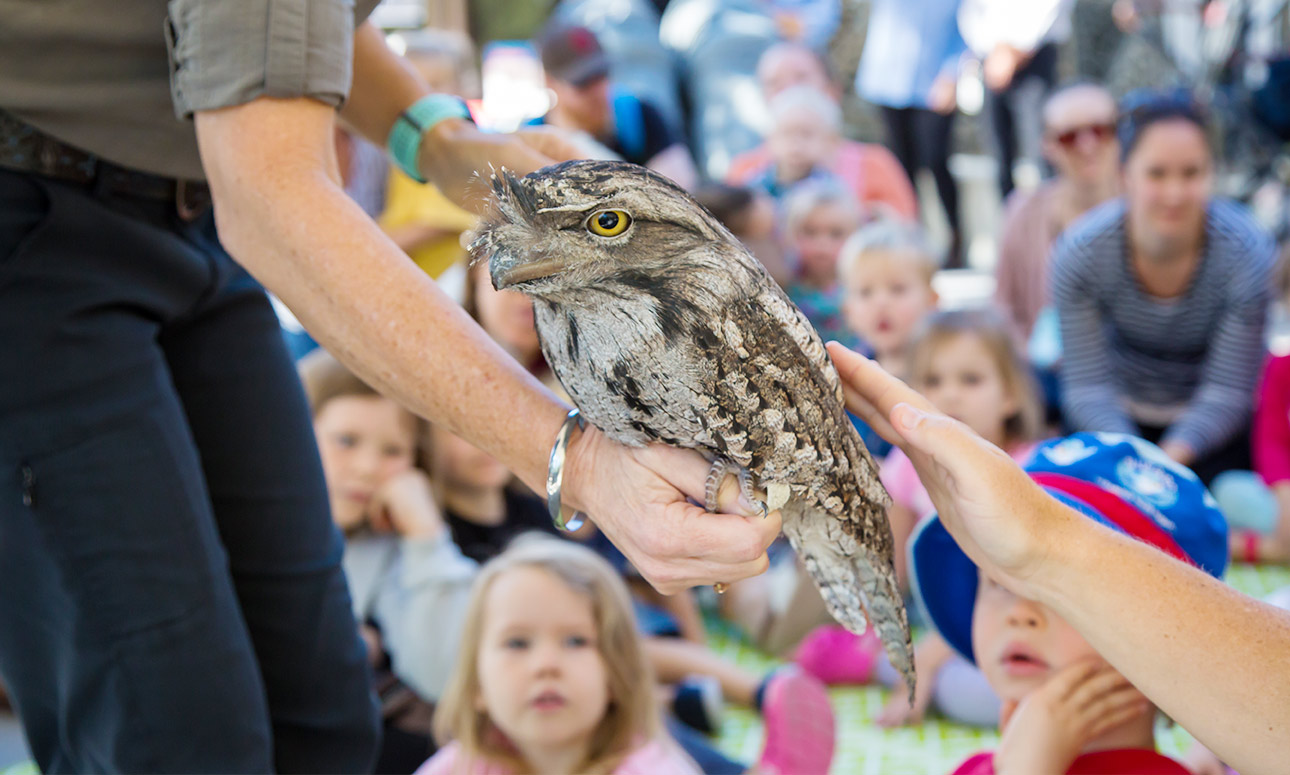 Bush Kindy: Australian Wildlife Week