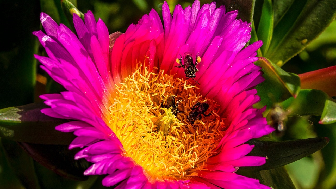 Brisbane Biodiversity Seminar: Wildlife friendly gardens