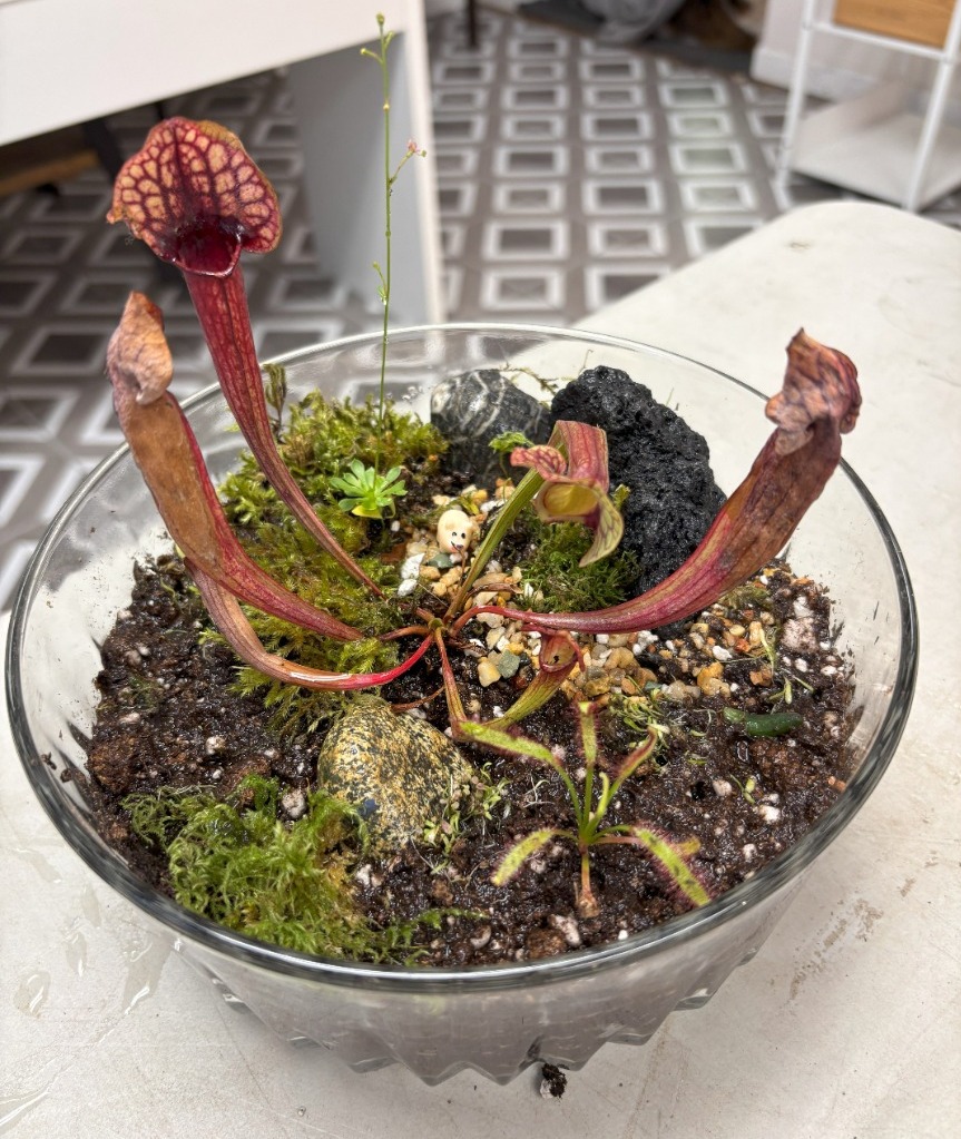 Windowsill Carnivorous Bogs