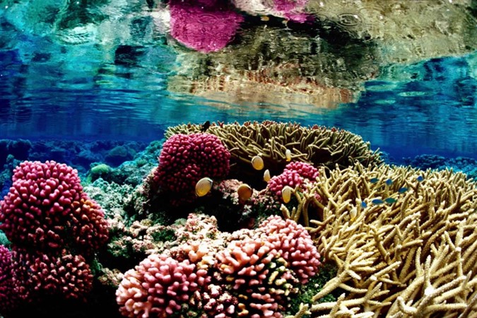 Play Date at NMNH: Exploring Colors of the Coral Reef