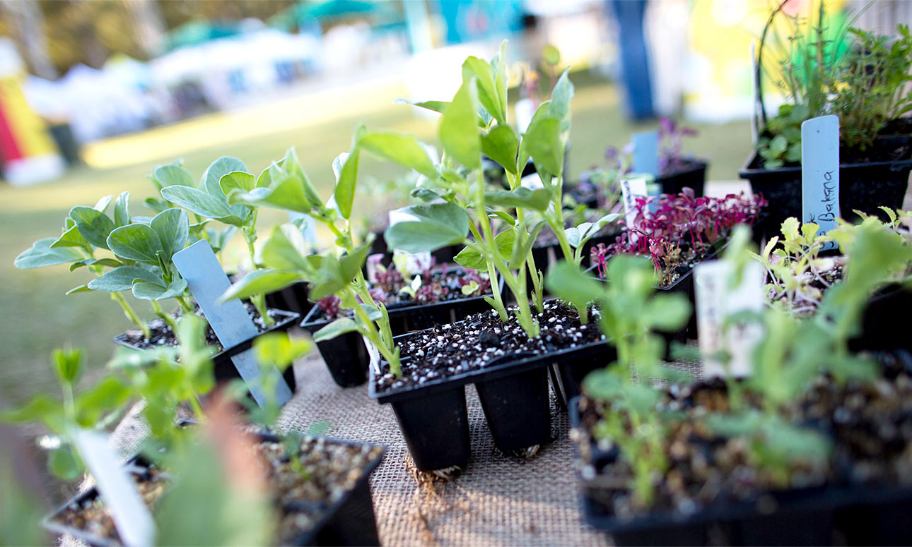 CANCELLED: Being a green thumb