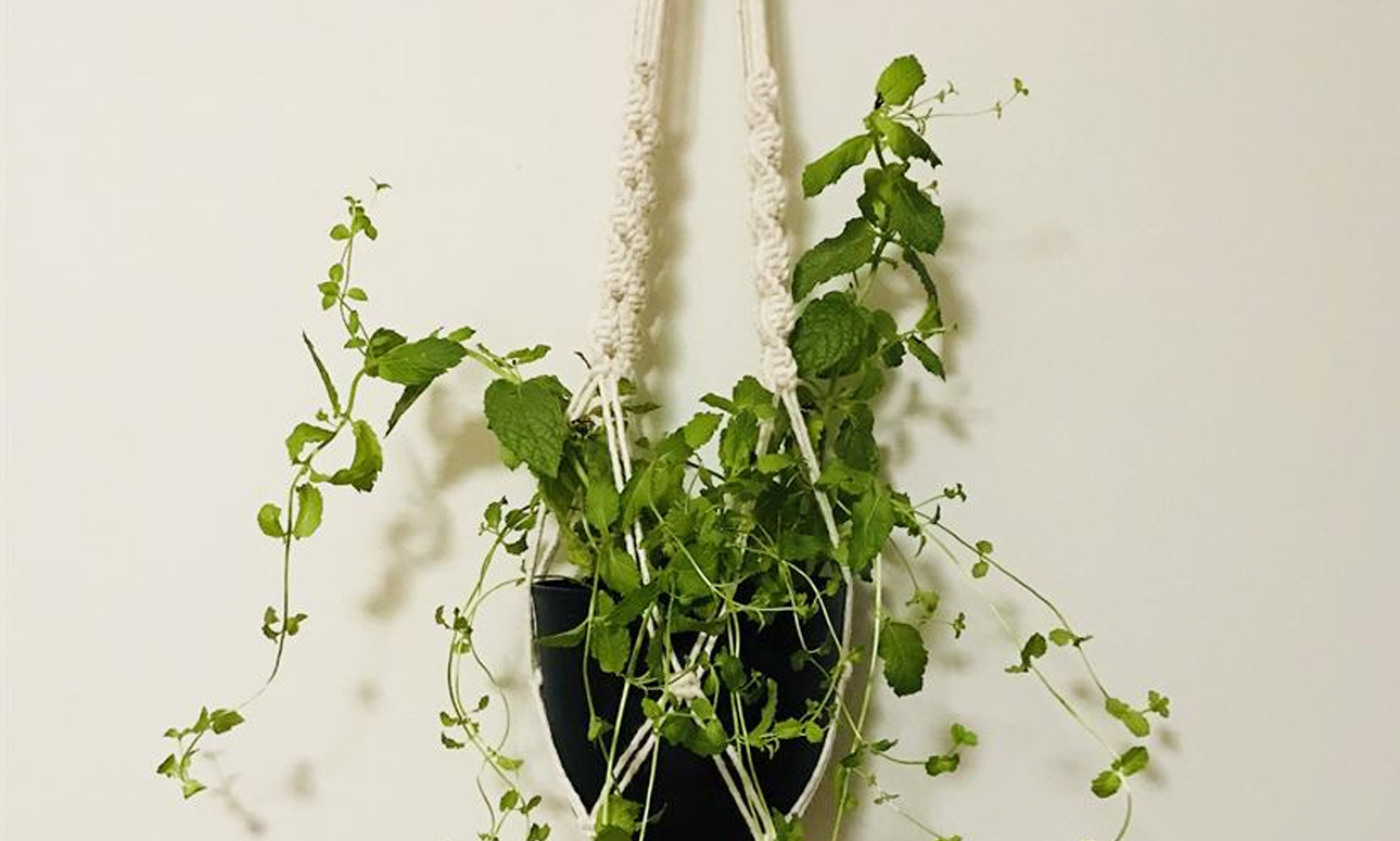 Make a macrame plant holder