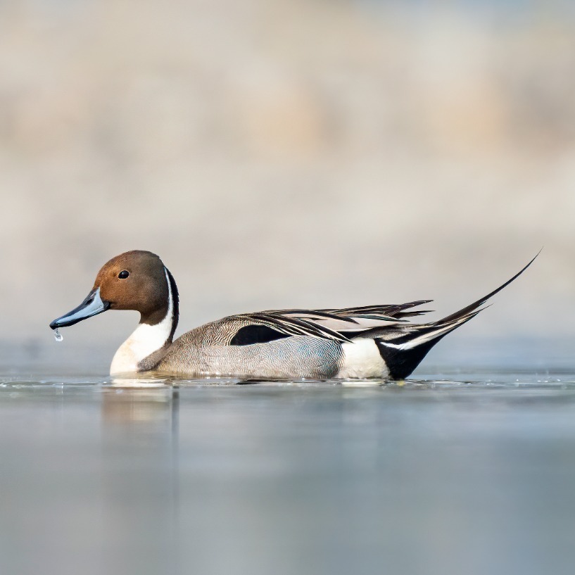 CANCELLED - Birds at Las Gallinas