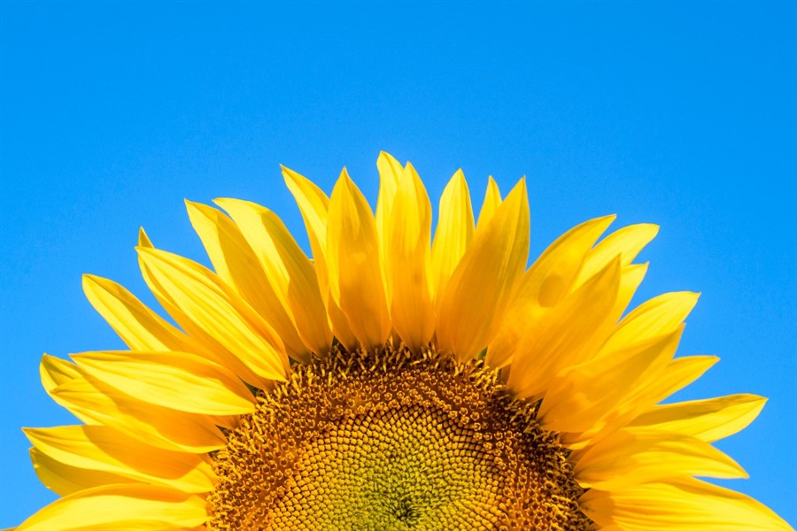 NY | Earth Day: Native Blooms