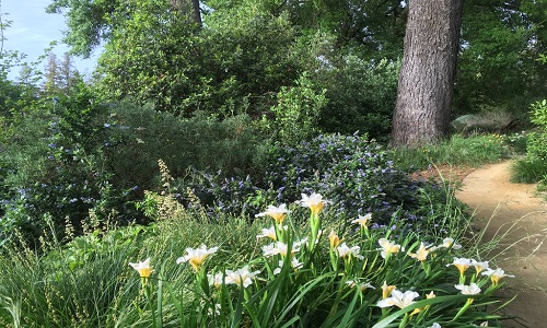 Nature Rx: Wyatt Deck and Mary Wattis Brown Garden Tour