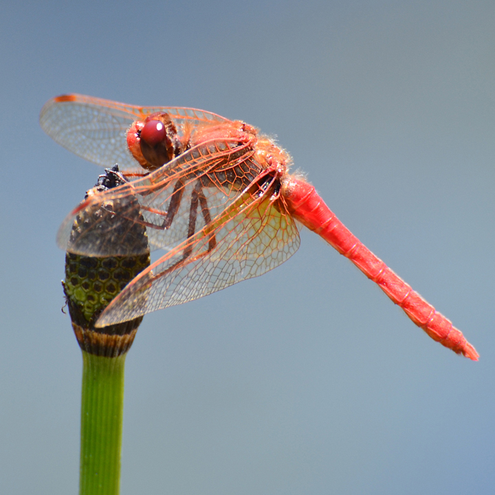 Dragonflies Dragonflies