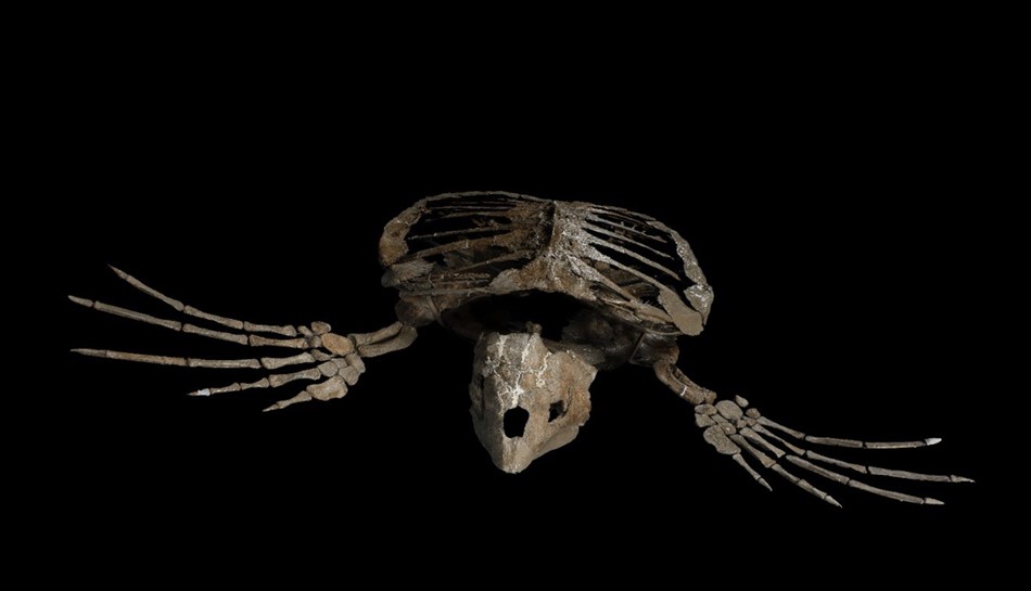 National Fossil Day at the Smithsonian National Museum of Natural History