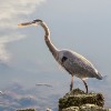 Senior Stroll: Loch Lomond Birds Senior Stroll: Loch Lomond Birds