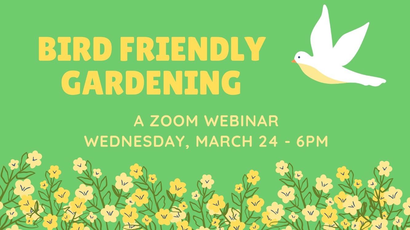 Bird Friendly Gardening