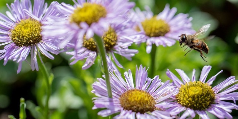 Arboretum Clearance Plant Sale