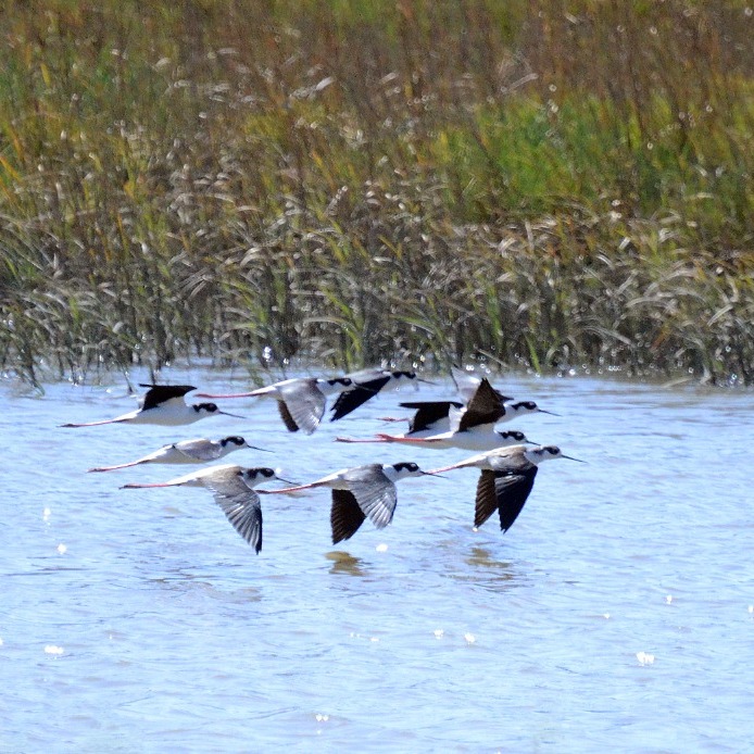 CANCELLED - Estero Trail