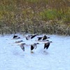 CANCELLED - Estero Trail