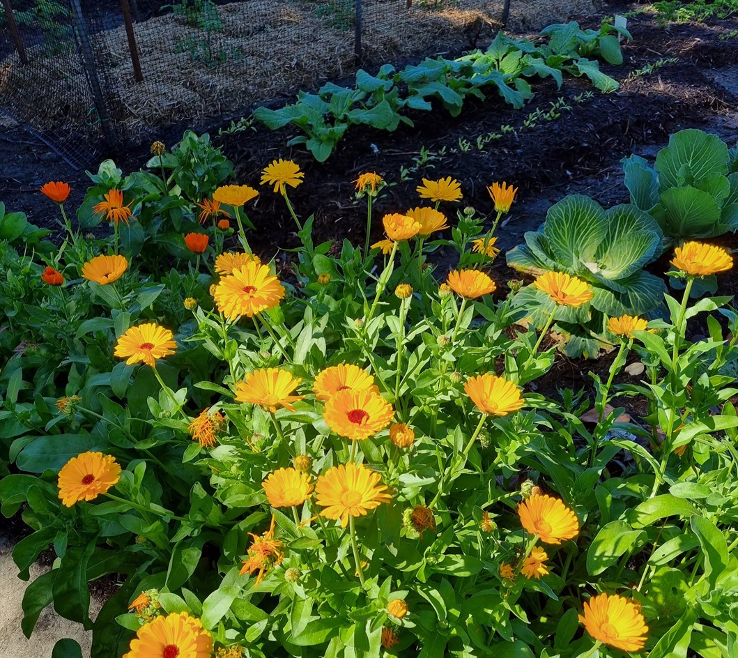 Companion planting