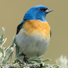 Mount Burdell Birds