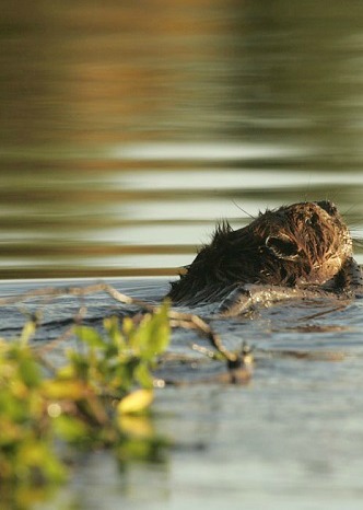 Sold Out - Meet Seattle's Urban Beavers