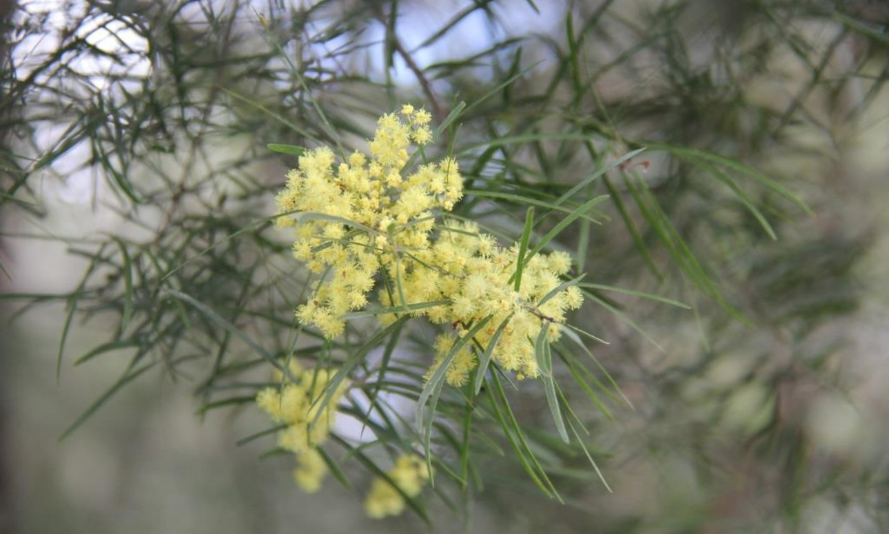 Wattle bloom walks