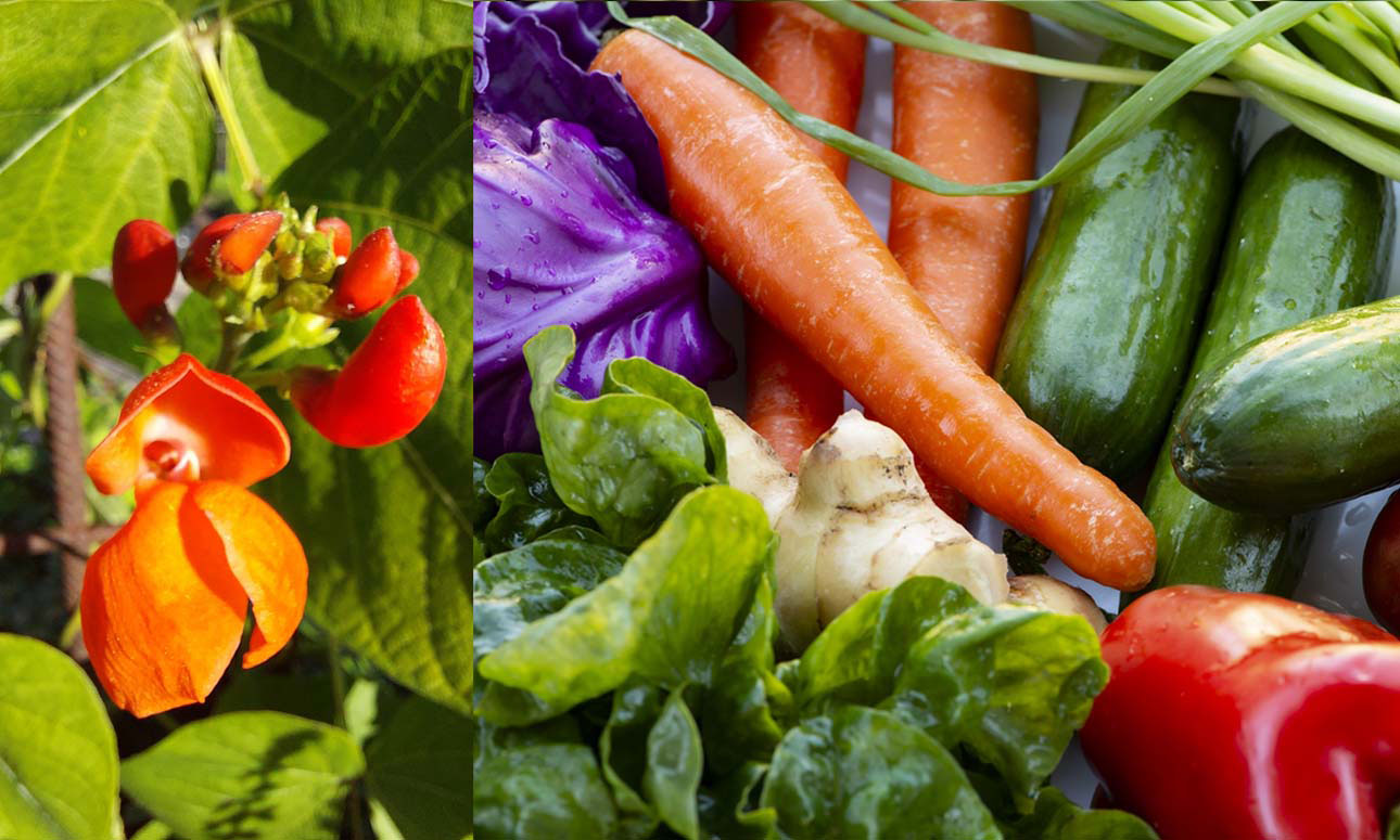 Guided walk - Pollination: Flowers to Food