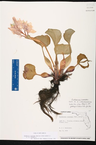 Katz Colloquium: Anna Tsing, "What is History? Or, the Life and Times of Water Hyacinth"