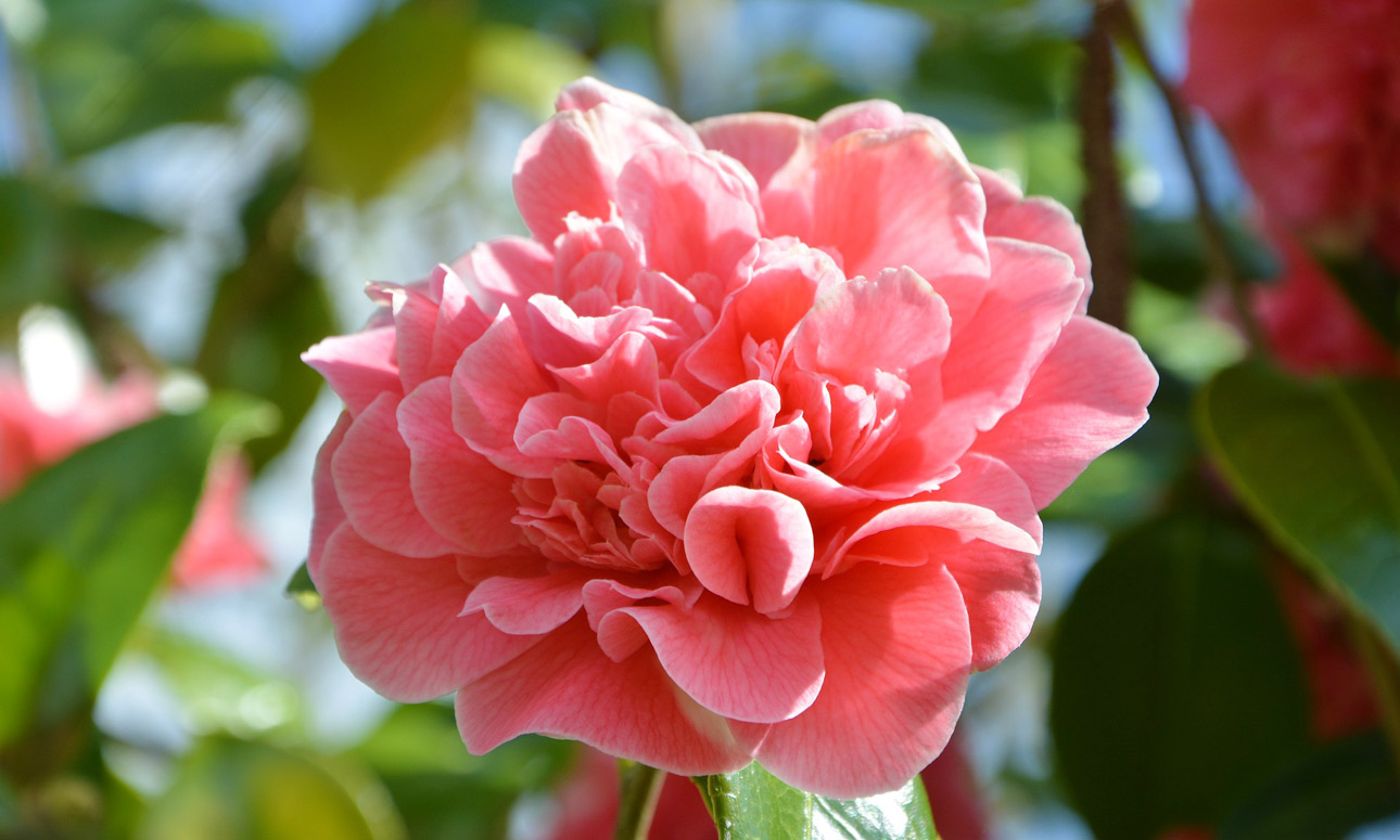 Camellias in Focus