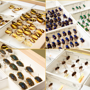 Behind the Science with Curator of Flies Torsten Dikow