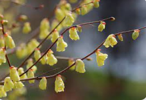 1st Thursday Free Arboretum Walking Tours