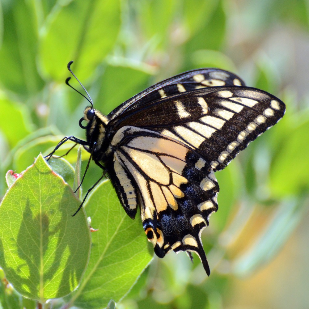 Butterflies at Indian Valley