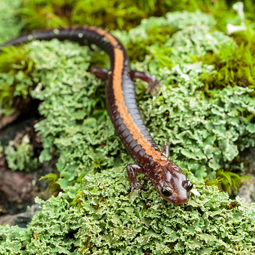 Reptiles and Amphibians: A Closer Look