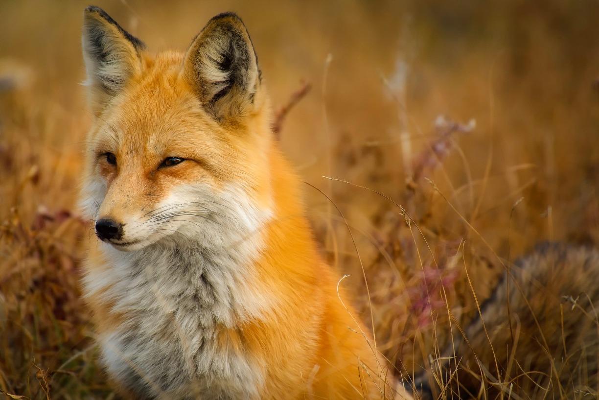 Wild Wednesday: What Could a Fox Say?