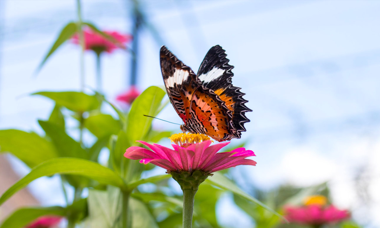 Australian Pollinator Week event day