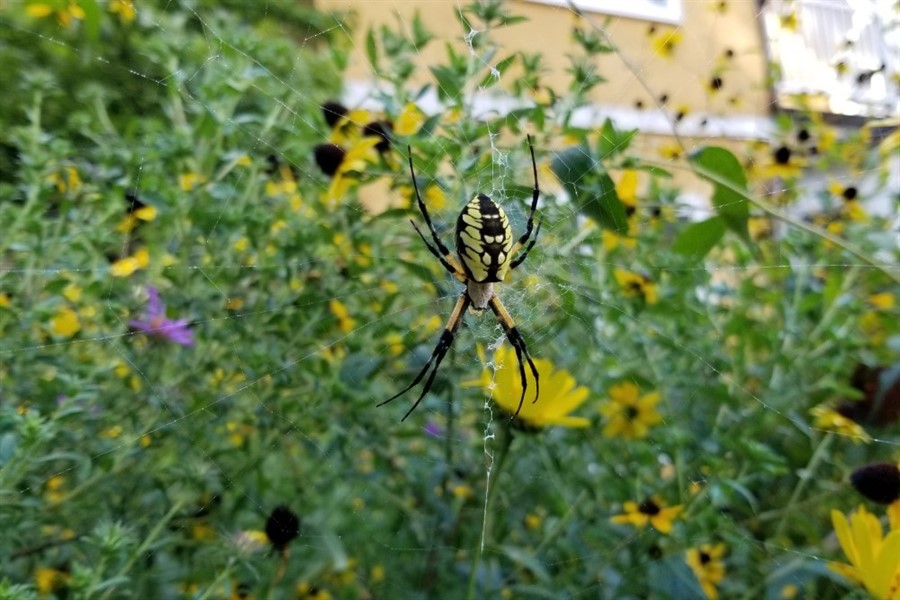 Play Date at NMNH: Save a Spider Day!