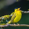 Mount Burdell Birdsong