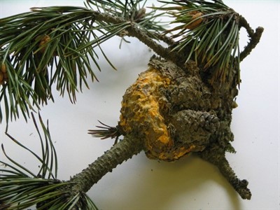Plant CSI: What's Wrong with my Conifer? (online)