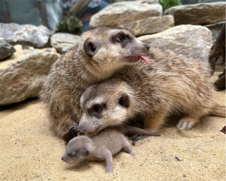 Conservation Classroom: Caring About Conservation