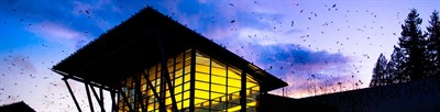 UW Bothell Crow Watch