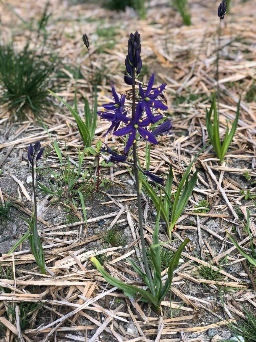 CANCELLED - 2022 Ecological Restoration Symposium Gathering (in-person)