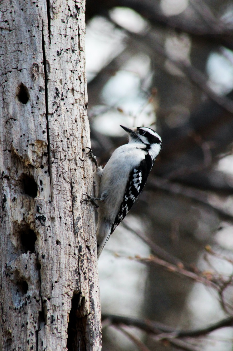 Wild Wednesday: Wonderful and Wacky Woodpeckers.