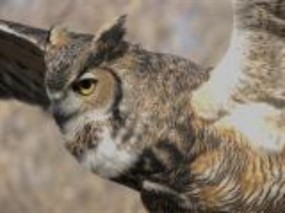 Wild Wednesday: Bird Flight