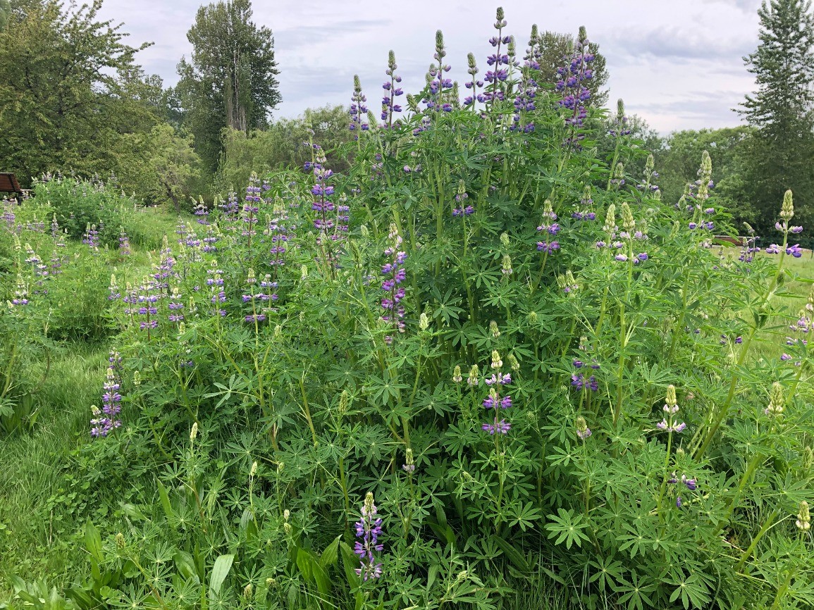 Ecological Restoration in the Field! (in-person)